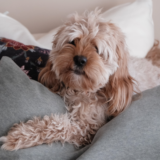 mini portidoodle dog tan mini portidoodle